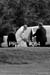 bandg054bw